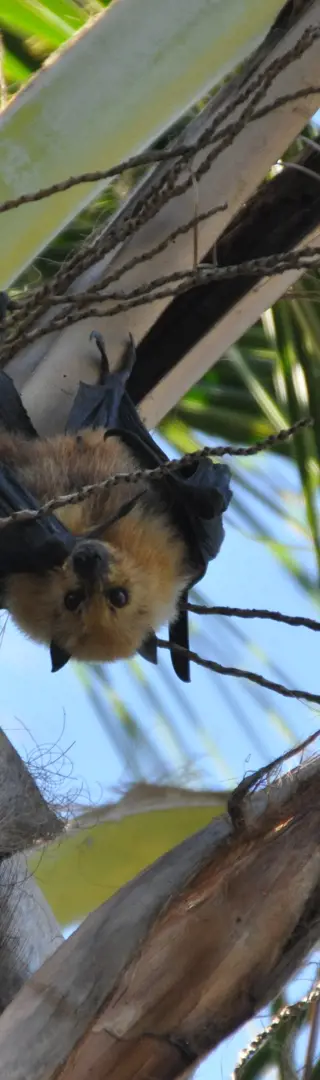 Mein neues Lieblingtier